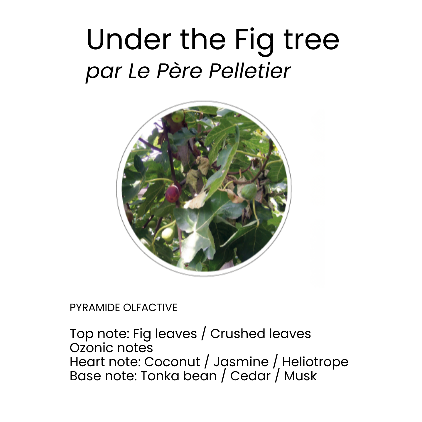 Scented Interior Powder